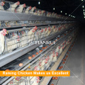 Tianrui New Raising Equipment A Type Automatic Broiler Cage System